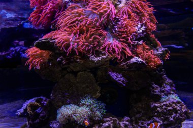 Evde mercan resifi akvaryum tankı var. Yüksek kalite fotoğraf. 