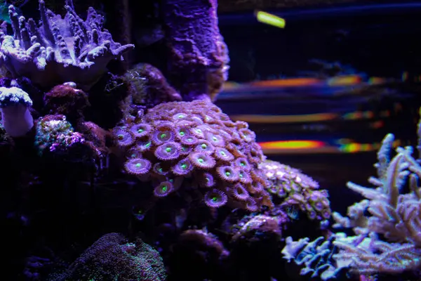 Evde mercan resifi akvaryum tankı var. Yüksek kalite fotoğraf. 