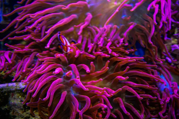 Evde mercan resifi akvaryum tankı var. Yüksek kalite fotoğraf. 