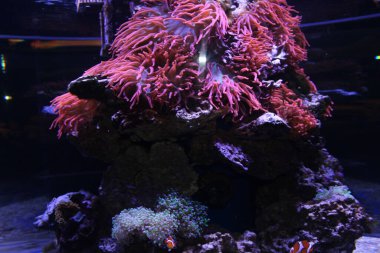 Evde mercan resifi akvaryum tankı var. Yüksek kalite fotoğraf