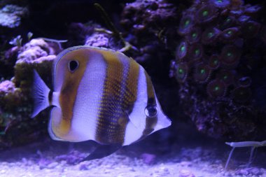 Tropikal balık, karides ve su bitkilerinin olduğu tatlı su akvaryumu manzarası. Yüksek kalite fotoğraf