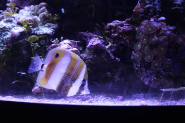 Tropikal balık, karides ve su bitkilerinin olduğu tatlı su akvaryumu manzarası. Yüksek kalite fotoğraf