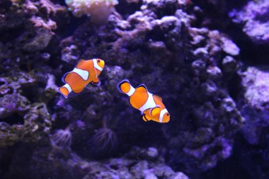 Tropikal balık, karides ve su bitkilerinin olduğu tatlı su akvaryumu manzarası. Yüksek kalite fotoğraf