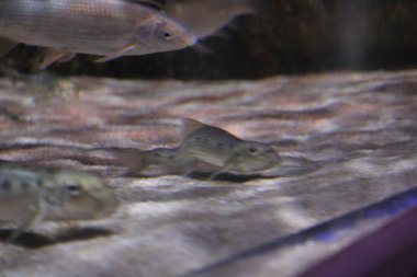 Tropikal balık, karides ve su bitkilerinin olduğu tatlı su akvaryumu manzarası. Yüksek kalite fotoğraf