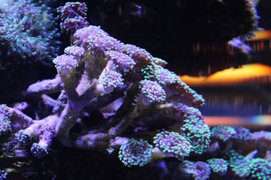 Evde mercan resifi akvaryum tankı var. Yüksek kalite fotoğraf