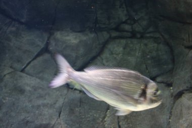 Tropikal balık, karides ve su bitkilerinin olduğu tatlı su akvaryumu manzarası. Yüksek kalite fotoğraf