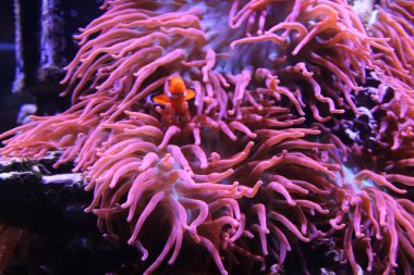 Evde mercan resifi akvaryum tankı var. Yüksek kalite fotoğraf