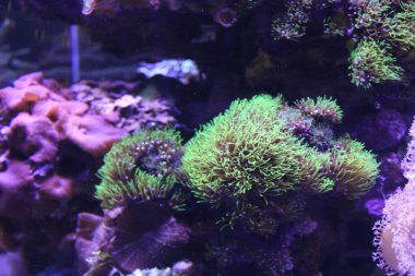 Evde mercan resifi akvaryum tankı var. Yüksek kalite fotoğraf