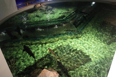 Litvanya 'daki Klaipeda Deniz Müzesi' nde cam bir akvaryumda yüzen mersin balığı. Büyük tarih öncesi balıklar, doğal görünen kayalar ve su çevresi ile iyi aydınlatılmış bir tankta sergileniyor. Her yaştan ziyaretçiler için eğitim ve turistik ilgi.