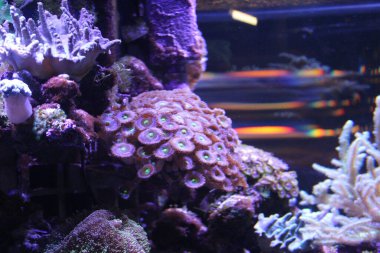 Evde mercan resifi akvaryum tankı var. Yüksek kalite fotoğraf