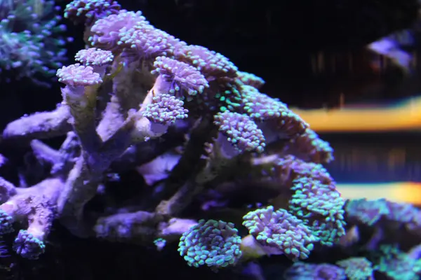 Evde mercan resifi akvaryum tankı var. Yüksek kalite fotoğraf