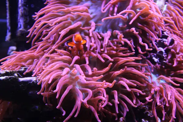 Evde mercan resifi akvaryum tankı var. Yüksek kalite fotoğraf