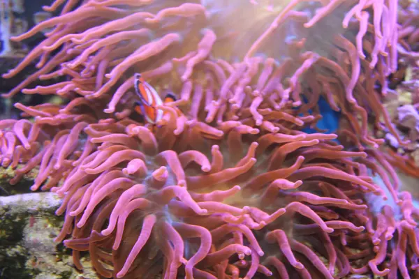 Evde mercan resifi akvaryum tankı var. Yüksek kalite fotoğraf