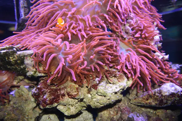 Evde mercan resifi akvaryum tankı var. Yüksek kalite fotoğraf