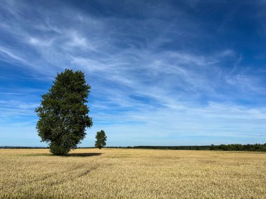 Yazın Polonya 'da bir buğday tarlasında iki ağaç. Tarımın soyut, minimalist bileşimi ve ağaçların farklı boyutları, perspektifin azalmasıyla oluşmuş. Polonya kırsal kesimi.