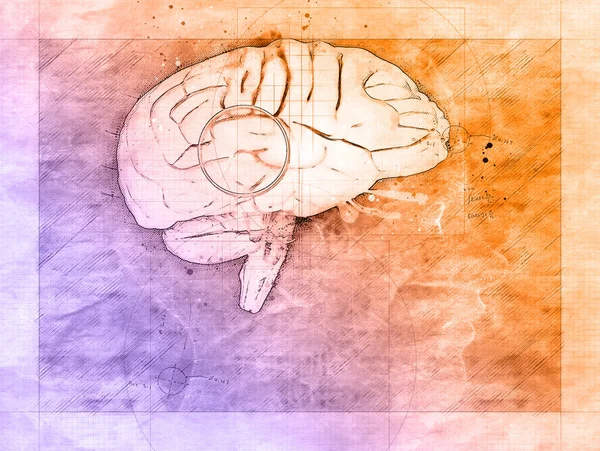 Mozková Studie Kreslení Člověka Profilu Mozkem Potenciál Mysli Duševní Schopnosti — Stock fotografie