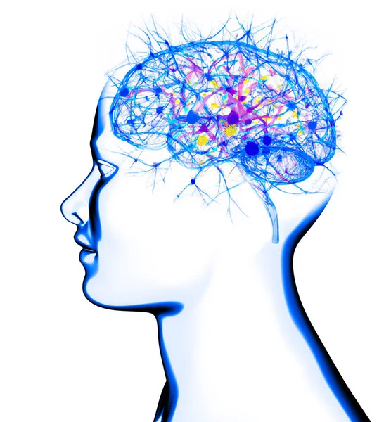 神経学 思考と反射の開発 脳と心の無限の可能性 解剖学だ デジタル現実 人工的な意識 3Dレンダリング — ストック写真