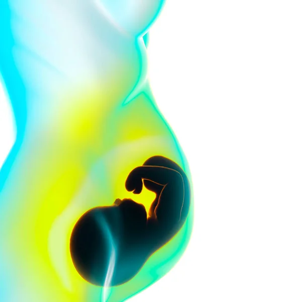 胎儿的生长 营养和能量对胎儿的进化 胎儿与胎盘之间的联系 3D渲染 — 图库照片