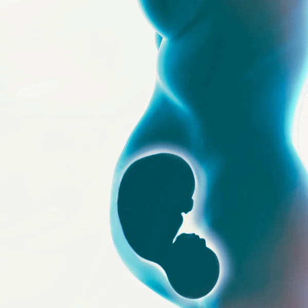 Growth Fetus Umbilical Cord Nourishment Energy Evolution Baby Connection Fetus — Stock Photo, Image