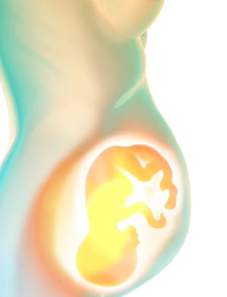 胎児の成長 へその緒 栄養と赤ちゃんの進化のためのエネルギー 胎児と胎盤との関係 3Dレンダリング — ストック写真