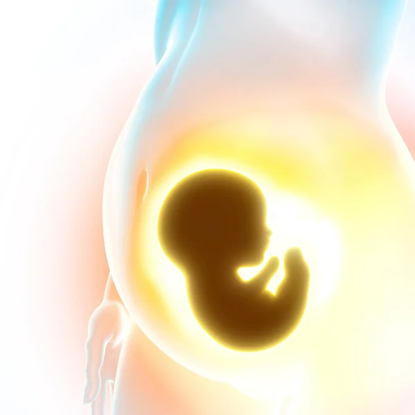 胎児の成長 へその緒 栄養と赤ちゃんの進化のためのエネルギー 胎児と胎盤との関係 3Dレンダリング — ストック写真