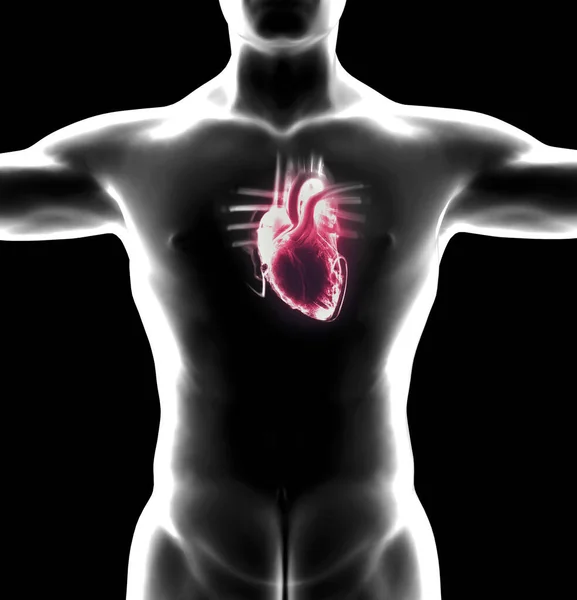 심장에 해부학적 수술이요 렌더링 실루엣 심장은 순환계의 혈관을 뿜어내는 근육질의 — 스톡 사진