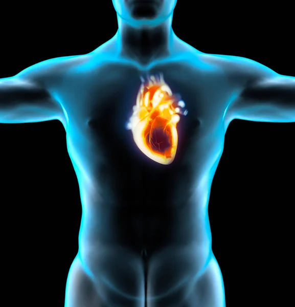 心脏的解剖学研究 心脏病 心脏病发作 3D渲染 心脏是一个肌肉器官 通过循环系统的血管输送血液 — 图库照片