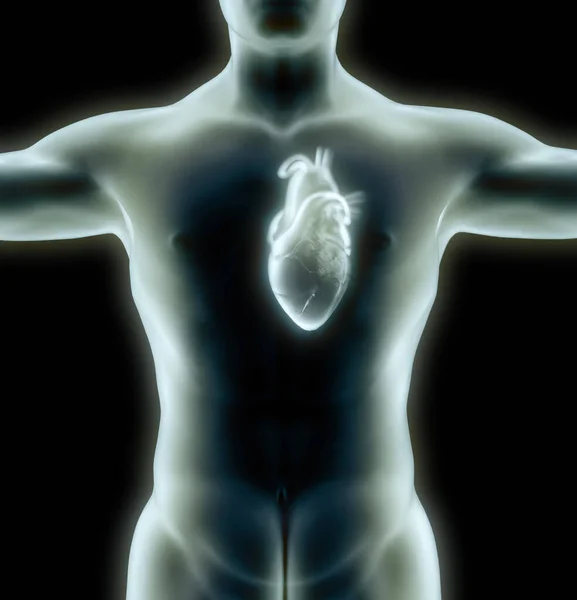 Studi Anatomi Dari Jantung Masalah Jantung Serangan Jantung Operasi Rendering — Stok Foto