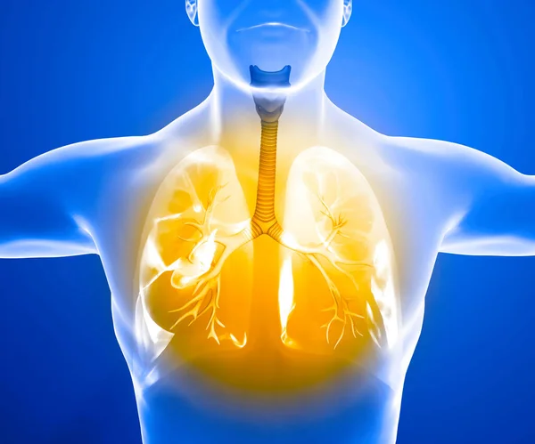 人間の解剖学 呼吸器系の問題 重度の損傷を受けた肺 二国間肺炎 Covid コロナウイルス 患者と煙 喫煙者だ 3Dレンダリング — ストック写真