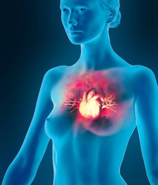 Kalbin anatomik incelemesi. Kalp sorunları, kalp krizi. Ameliyat mı? 3D görüntüleme. Siluet. Kalp, dolaşım sisteminin kan damarlarına kan pompalayan kaslı bir organdır.
