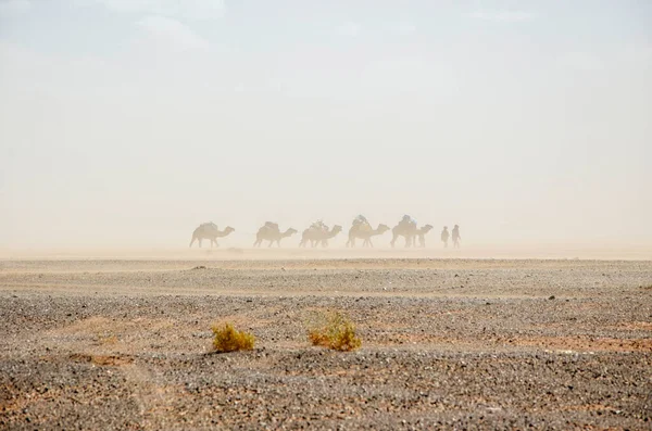 Burza Piaskowa Saharze Maroko Tle Sylwetka Dromedarów Beduińskiej Ludności Berberzy — Zdjęcie stockowe