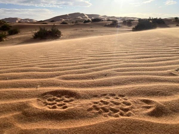 在撒哈拉沙漠的沙丘上有鞋印 Merzouga 沙丘上形成小波纹的沙粒 日落了摩洛哥 — 图库照片