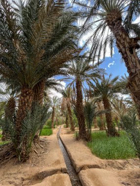 Morocco, Africa: irrigation channel on the sandy ground in a palm grove and oasis near Merzouga, departure city for tourists visiting the sandy desert and the Erg Chebbi dunes