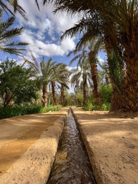 Morocco, Africa: irrigation channel on the sandy ground in a palm grove and oasis near Merzouga, departure city for tourists visiting the sandy desert and the Erg Chebbi dunes
