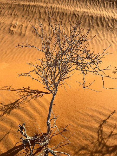 Merzouga Erg Chebbi Dunes Morocco Africa Dry Tree Dunes Sahara — Foto Stock