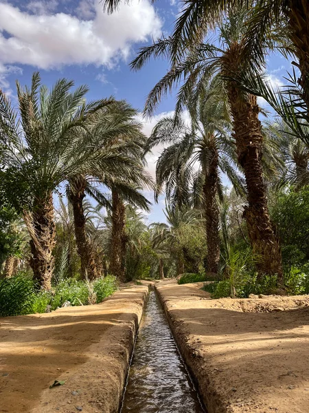 Morocco, Africa: irrigation channel on the sandy ground in a palm grove and oasis near Merzouga, departure city for tourists visiting the sandy desert and the Erg Chebbi dunes