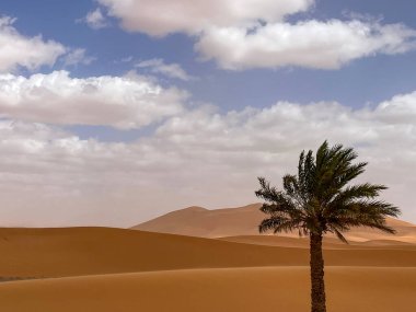 Merzouga, Erg Chebbi dunes, Morocco, Africa, panoramic view of the dunes in the Sahara desert with a palm tree, grains of sand forming small waves on the beautiful dunes 