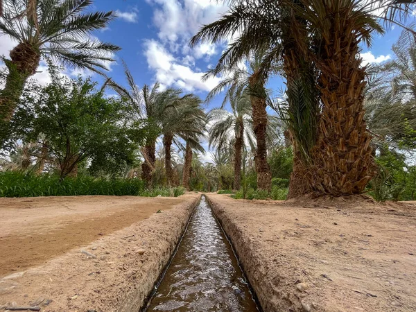 Morocco, Africa: irrigation channel on the sandy ground in a palm grove and oasis near Merzouga, departure city for tourists visiting the sandy desert and the Erg Chebbi dunes