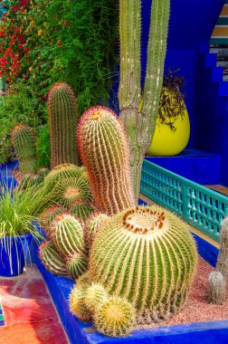 Bitkiler ve mobilyalar, açık alanların mimarisi, parlak renkler, elektrikli mavi duvarlar. Şişman bitkiler Majorelle Bahçesi, Jardin Majorelle. 03/27/2023. Botanik bahçesi ve sanatçının Fas, Marakeş 'teki manzara bahçesi.