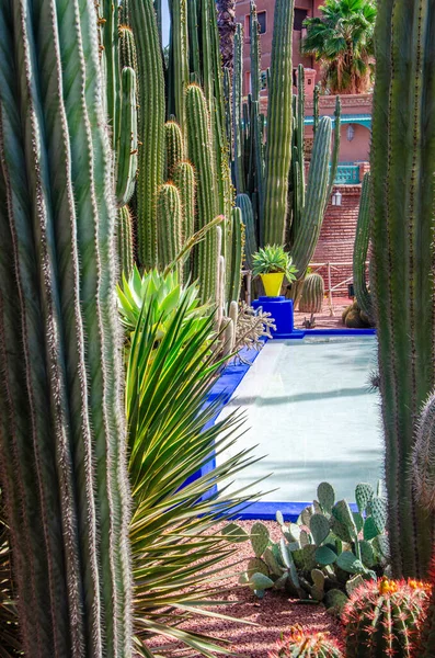 stock image Plants and furnishing elements, architecture of outdoor spaces, bright colours, electric blue walls. Fat plants. The Majorelle Garden, Jardin Majorelle. 03/27/2023. botanical garden and artist's landscape garden in Marrakech, Morocco