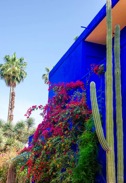 stock image Plants and furnishing elements, architecture of outdoor spaces, bright colours, electric blue walls. Fat plants. The Majorelle Garden, Jardin Majorelle. 03/27/2023. botanical garden and artist's landscape garden in Marrakech, Morocco