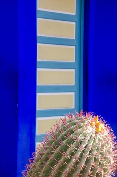 stock image Plants and furnishing elements, architecture of outdoor spaces, bright colours, electric blue walls. Fat plants. The Majorelle Garden, Jardin Majorelle. 03/27/2023. botanical garden and artist's landscape garden in Marrakech, Morocco