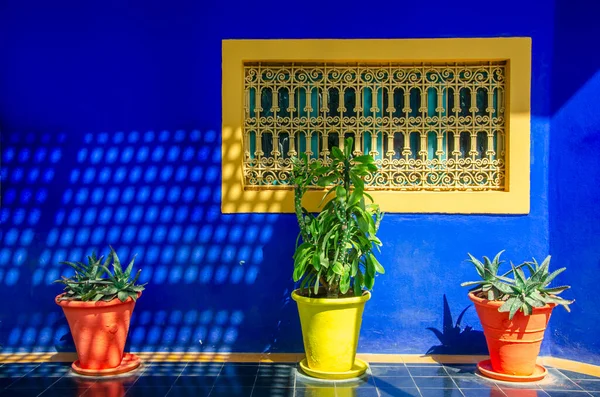 植物や家具の要素 屋外空間の建築 明るい色 電気青の壁 脂肪の多い植物 マジョレル庭園 ジャルダン マジョレル 2023年3月27日 モロッコのマラケシュにある植物園とアーティストのランドスケープガーデン — ストック写真