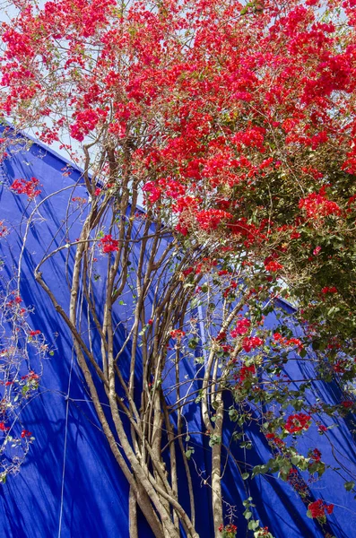 Bitkiler Mobilyalar Açık Alanların Mimarisi Parlak Renkler Elektrikli Mavi Duvarlar — Stok fotoğraf