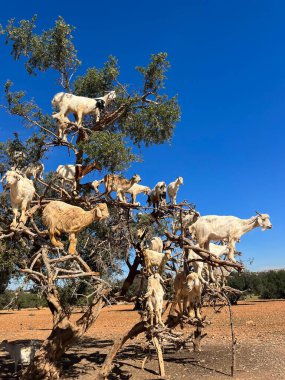 Fas, Afrika: Marakeş ve Essaouira arasındaki argan ovasında meyvelerini yiyen keçiler, muazzam petrolün elde edildiği ağaç sadece bu bölgede yetişiyor.