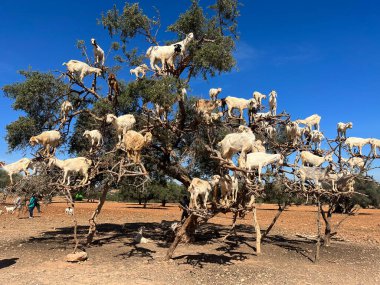 Fas, Afrika: Marakeş ve Essaouira arasındaki argan ovasında meyvelerini yiyen keçiler, muazzam petrolün elde edildiği ağaç sadece bu bölgede yetişiyor.