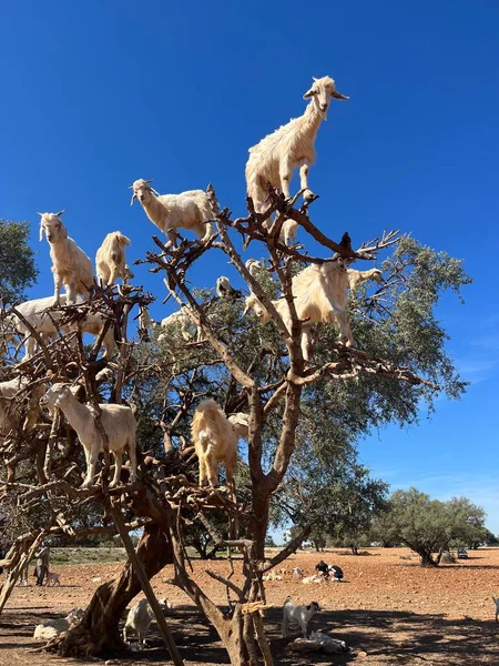 Марокко Африка Кози Аргановому Дереві Їдять Плоди Аргановій Рівнині Між — стокове фото