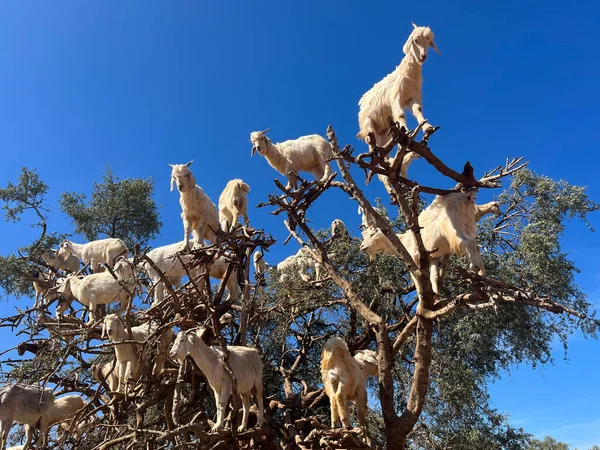Марокко Африка Кози Аргановому Дереві Їдять Плоди Аргановій Рівнині Між — стокове фото