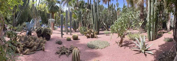 摩洛哥马拉喀什 2023年7月3日至27日 法国东方艺术家Jacques Majorelle创建的植物园Majorelle花园 从1923年开始 由Yves Saint Laurent购买 — 图库照片