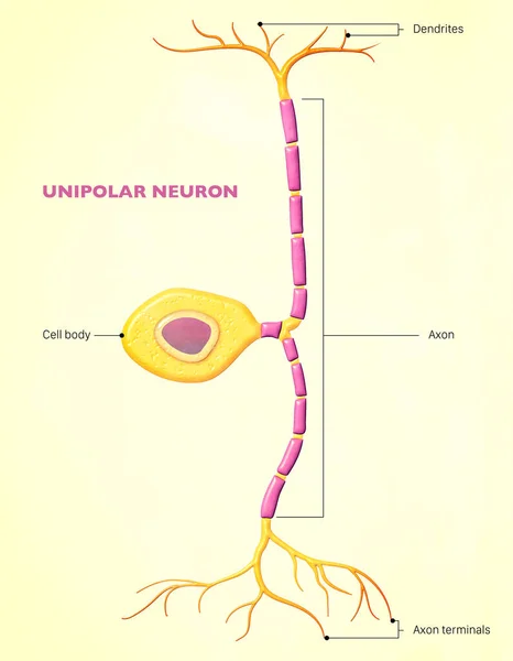 Биполярный Нейрон Биполярная Клетка Является Типом Нейрона Который Имеет Два — стоковое фото